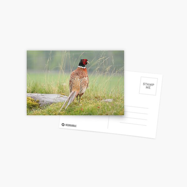 Pheasant Postcard