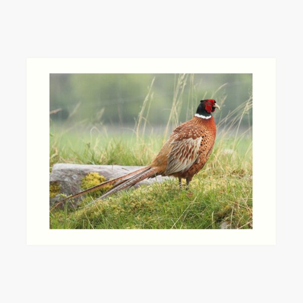 Pheasant Art Print