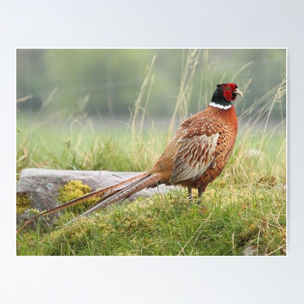 Pheasant Poster