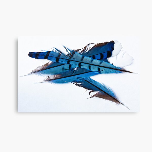 Feathers 2 of 3 Canvas Print