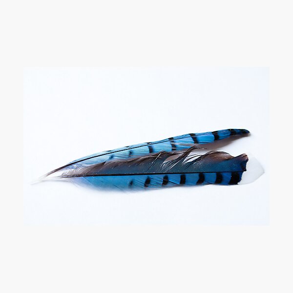 Feathers 1 of 3 Photographic Print