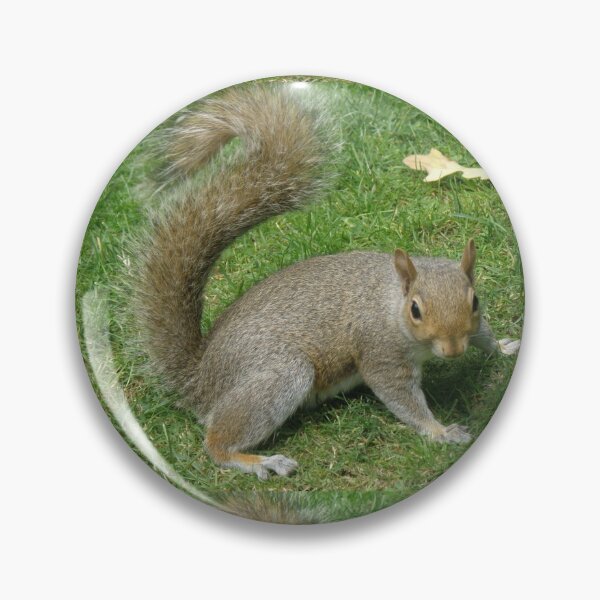 Item preview, Grey Squirrel with a Curly Tail Photograph designed and sold by naturegallery.