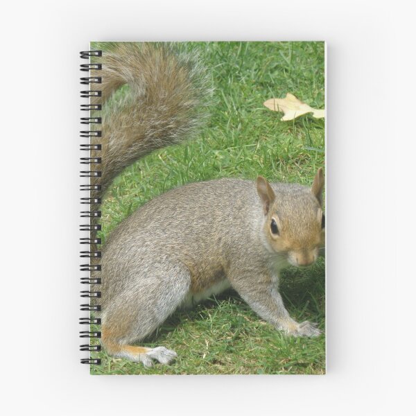 Item preview, Grey Squirrel with a Curly Tail Photograph designed and sold by naturegallery.