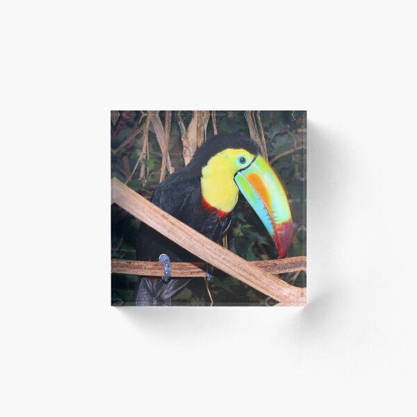 Toucan Acrylic Block