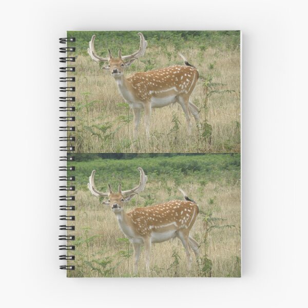 Item preview, Funny Face Fallow Deer Stag Photoghraph designed and sold by naturegallery.
