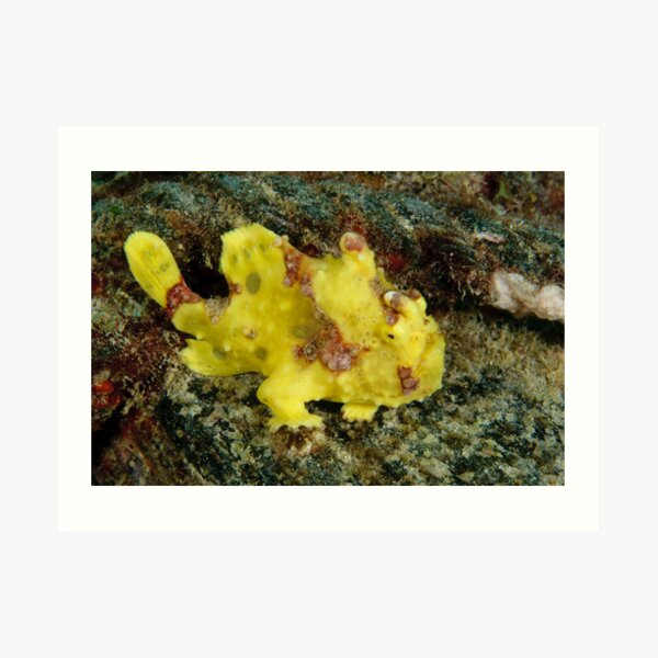 Warty frogfish - Antennarius maculatus Art Print