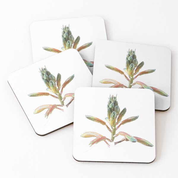 Item preview, Haworthiopsis flowers designed and sold by joburgfreddy.