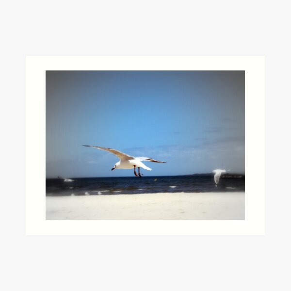 Seagull Art Print