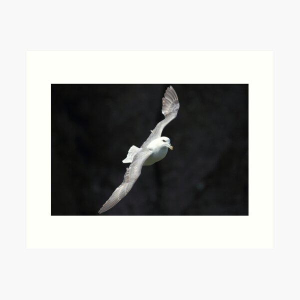 Fulmar Art Print
