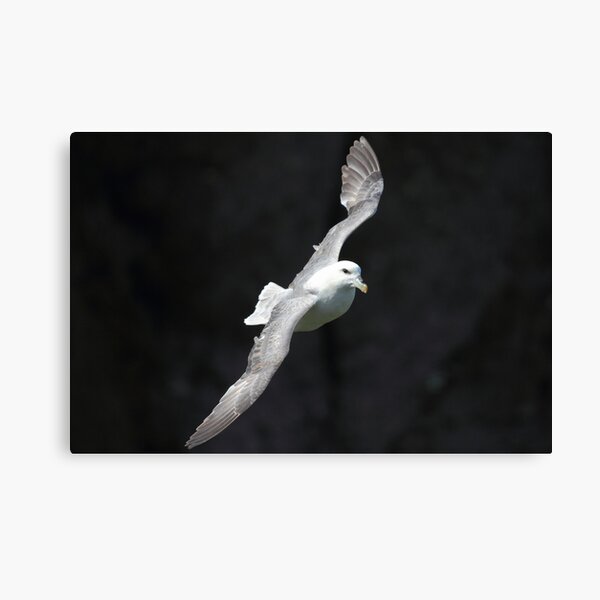 Item preview, Fulmar designed and sold by johnritchie.