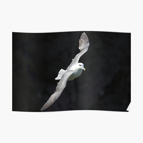 Fulmar Poster