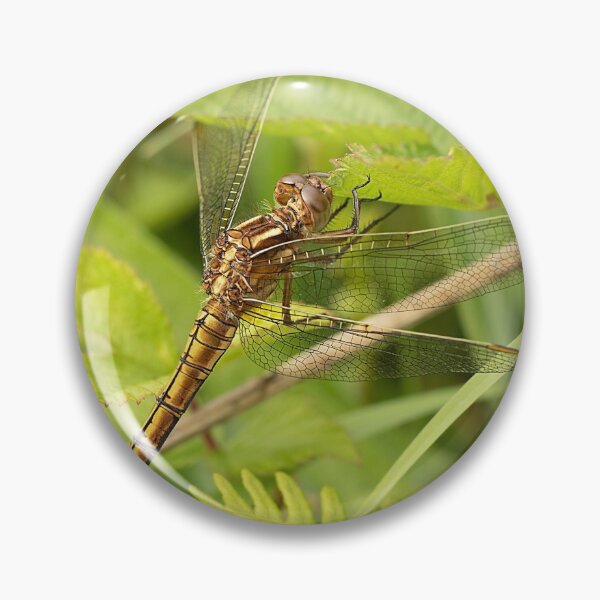Item preview, Keeled Skimmer Dragonfly designed and sold by Dan Newton.