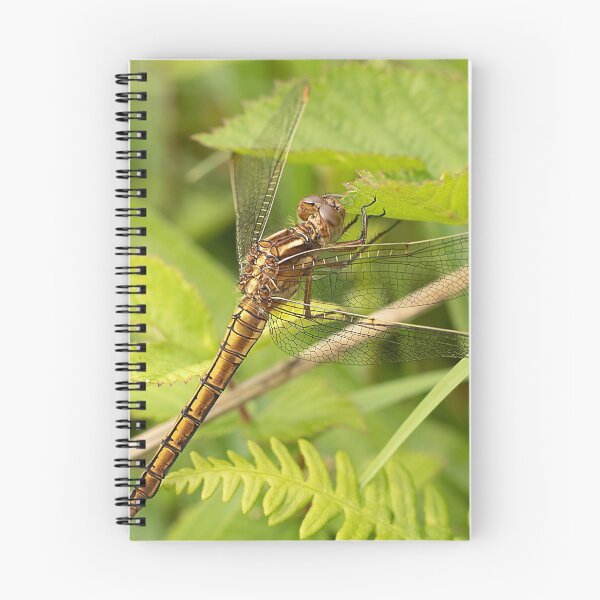 Item preview, Keeled Skimmer Dragonfly designed and sold by Dan Newton.