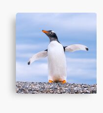 gentoo penguin Canvas Print