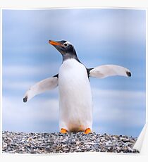 gentoo penguin Poster