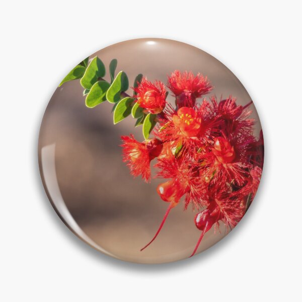 Artikelvorschau, Scharlachrote Federblume [Verticordia Grandis] entworfen und verkauft von DPalmer.