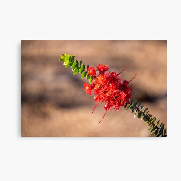 Item preview, Scarlet Feather Flower [Verticordia Grandis] designed and sold by DPalmer.