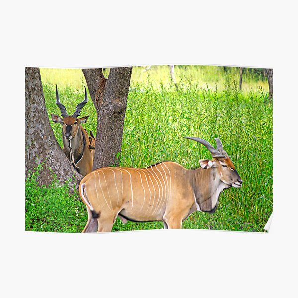 Senegal Safari Poster