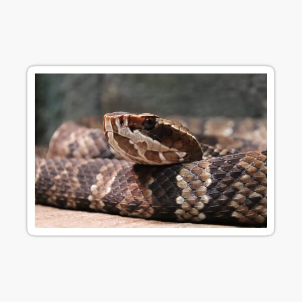 "Cottonmouth" Sticker for Sale by rootedrender Redbubble