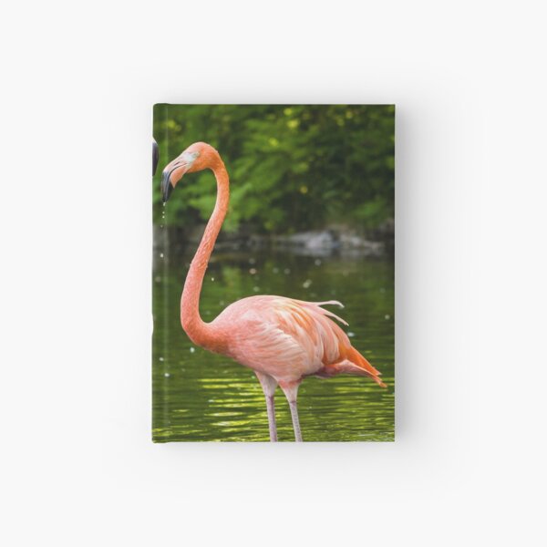 ACEO,PINK FLAMINGO BIRDS NATURE WILDLIFE-FINE ART PRINT FROM ORIGINAL WATERCOLOR