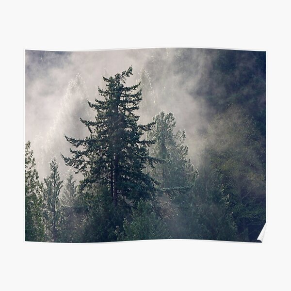 Fog Sun Trees Poster