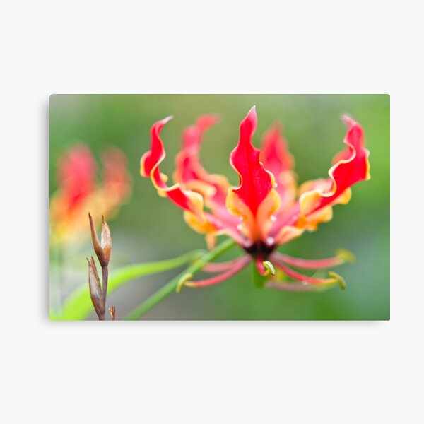 The Glory Lily (Gloriosa superba) Canvas Print