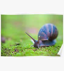 Snail on Moss Poster