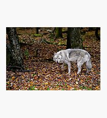 Lone wolf on the move Photographic Print