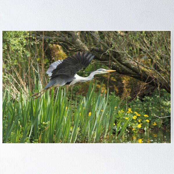 Grey Heron Poster
