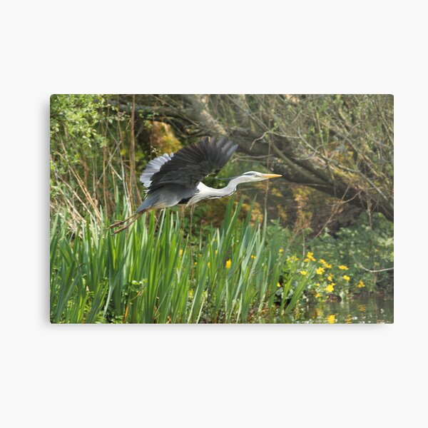 Grey Heron Metal Print