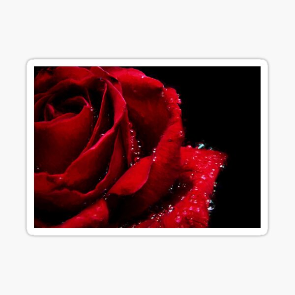Blood Red Rose Sticker
