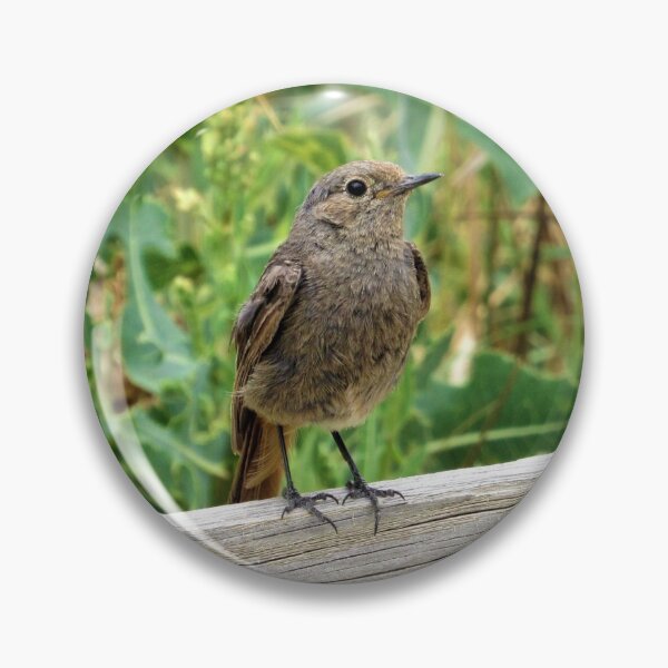 Zelve Brown Wren Pin