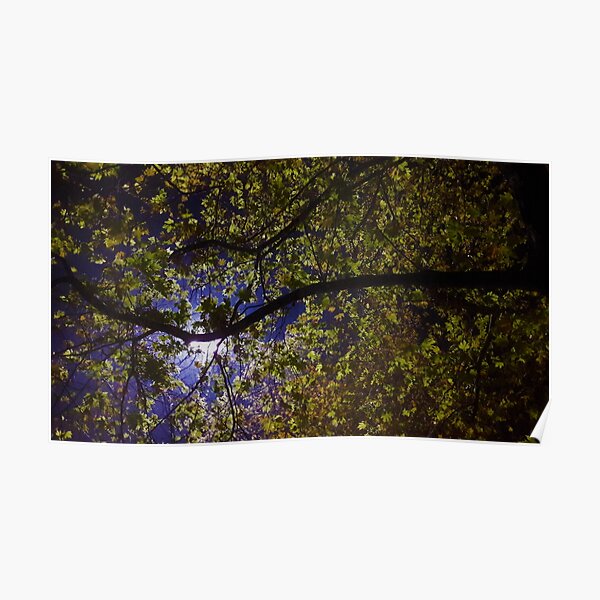 Night Lit Maple Poster