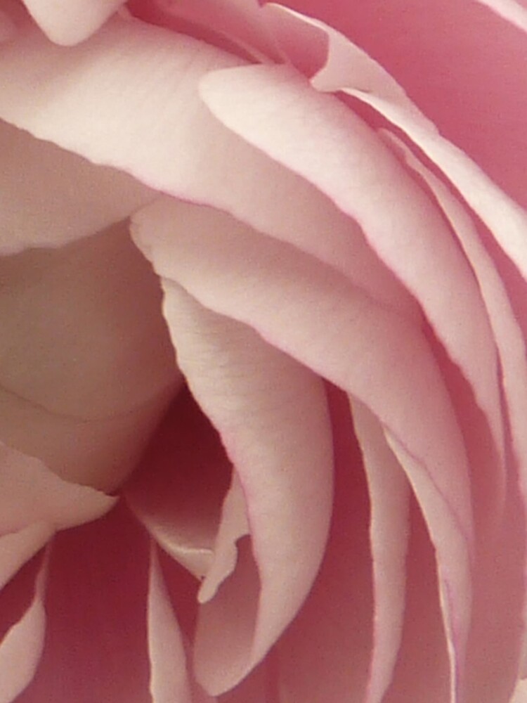 Petals Case by LynnWiles