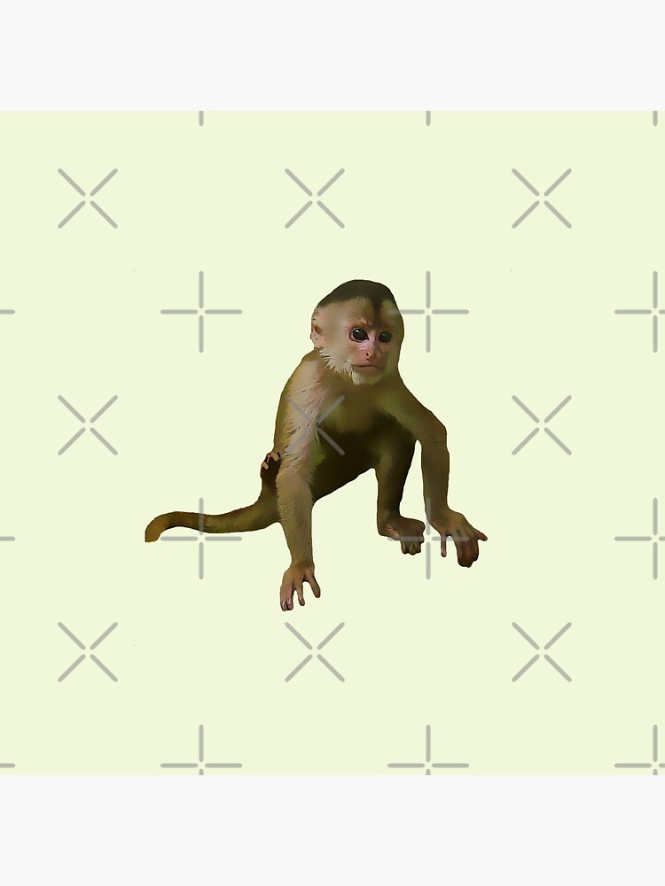 Pin on Monkeys