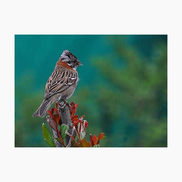 Rufous-Collared Sparrow Photographic Print