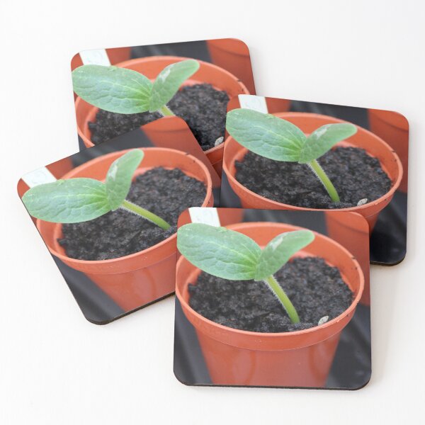 Item preview, Courgette seedling designed and sold by pinkal.