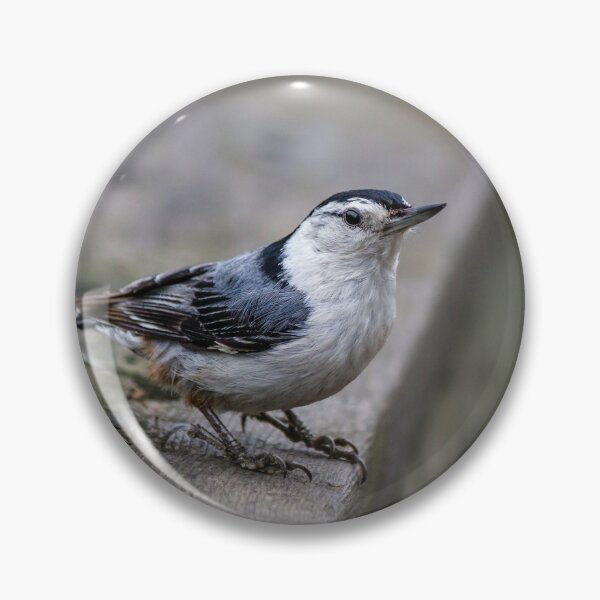 Item preview, Nuthatch Close-up designed and sold by Robert Alsop.