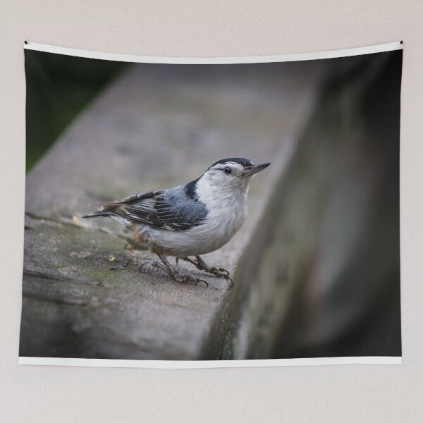 Item preview, Nuthatch Close-up designed and sold by Robert Alsop.