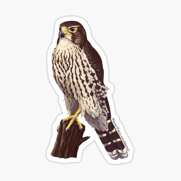 Merlin - Falco columbarius Sticker