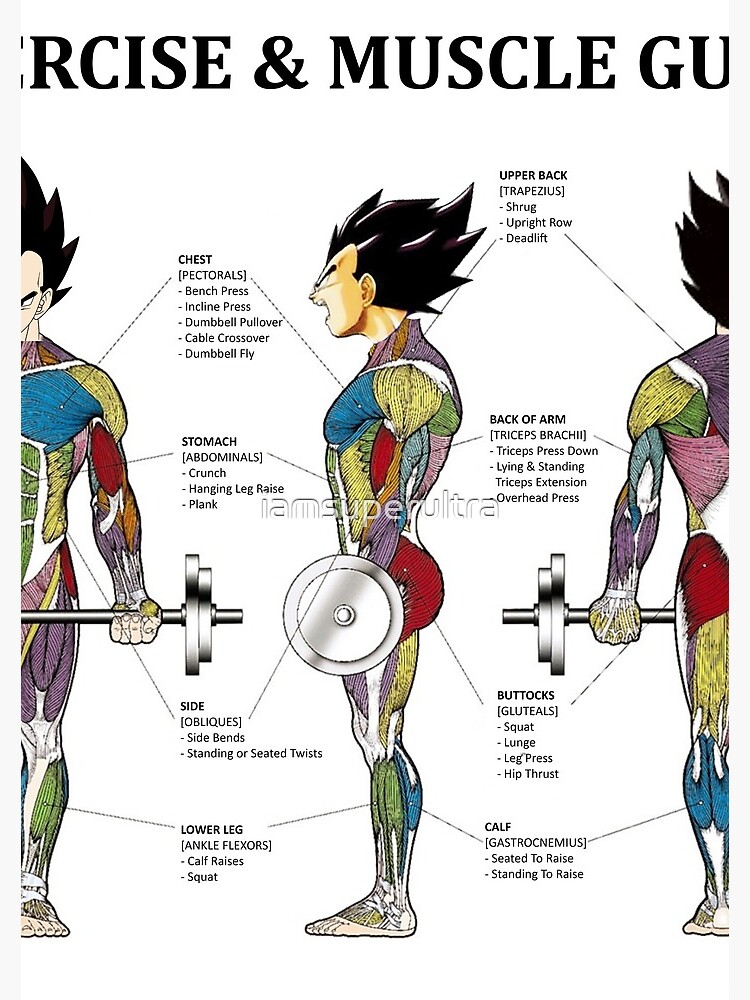 Bodybuilding Exercises Chart