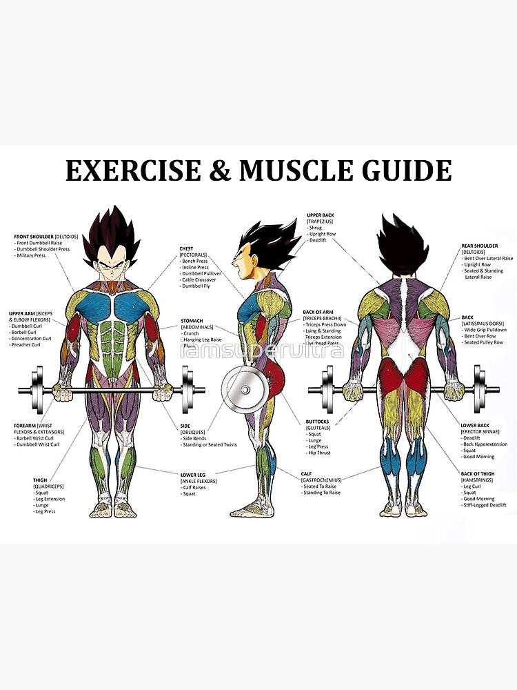 Bodybuilding, Exercise Anatomy Chart, Muscle Diagram, Anime Premium Matte  Vertical Poster sold by Sadiq Khan, SKU 40796613