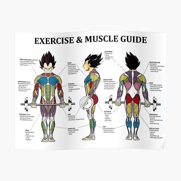 Printable Muscle Anatomy Chart - Musculature Body Building Anatomy