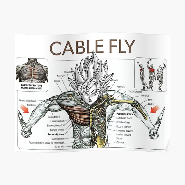 Saiyan Anatomy Posters | Redbubble