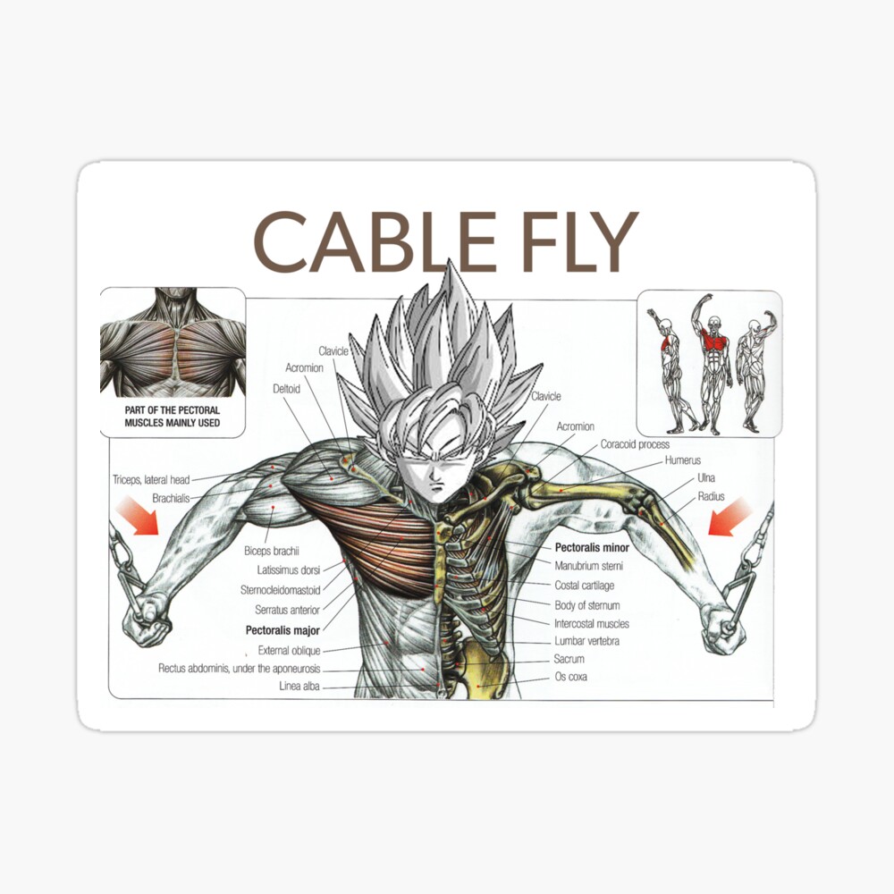 Bodybuilding Exercise Anatomy Chart Muscle Diagram Anime Poster By Iamsuperultra Redbubble