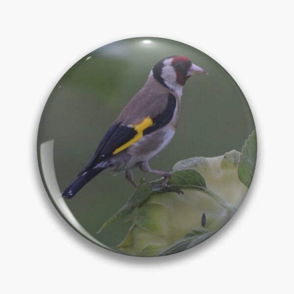 Item preview, A Common Finch, France designed and sold by golan22may.