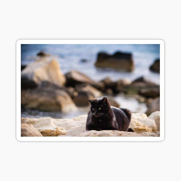 Black Cat On The Rocks By The Sea Sticker