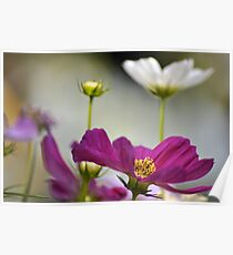Delighting...On 2 Featured Works Poster