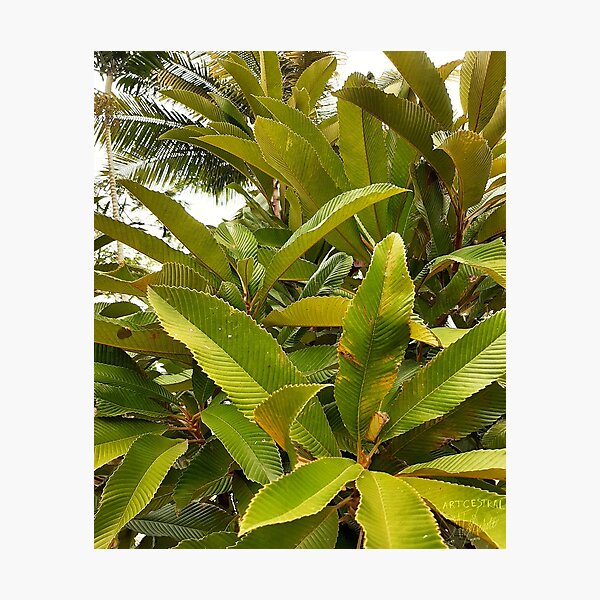 Leaves of Freedom Photographic Print