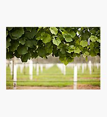 Australian Vineyard Photographic Print